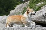 CORGI PEMBROKE 495